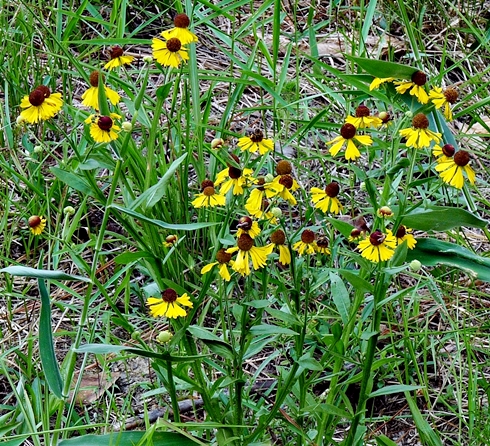 {Helenium flexuosum}